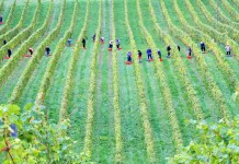 Camagro llama a proteger el empleo rural al momento de fijar el salario mínimo 2026 El llamado del Agro para proteger el empleo al momento de fijar el salario mínimo 2026