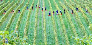 El llamado del Agro para proteger el empleo al momento de fijar el salario mínimo 2026