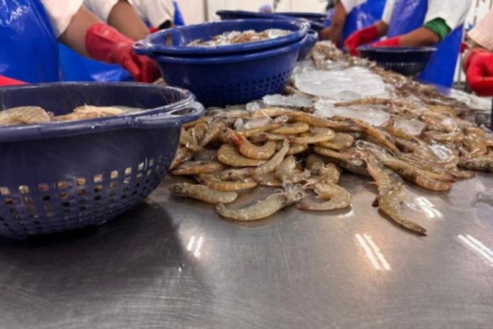 Archivo de Exportaciones de pescado, atún y camarón. Foto La Hora: MAGA