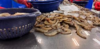 Archivo de Exportaciones de pescado, atún y camarón. Foto La Hora: MAGA