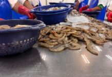 Exportaciones de pescado, atún y camarón superan los Q866 millones según el MAGA Archivo de Exportaciones de pescado, atún y camarón. Foto La Hora: MAGA