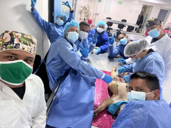 Los agentes policiacos se graduaron de enfermeros caninos en Colombia tras recibir un curso de cuatro meses. Foto La Hora PNC