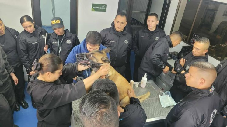 Los agentes policiacos se graduaron de enfermeros caninos en Colombia tras recibir un curso de cuatro meses. Foto La Hora PNC