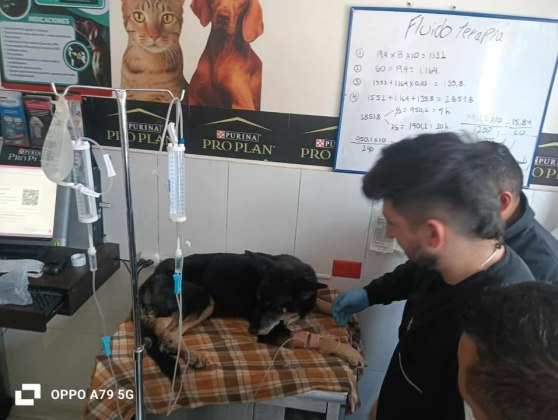 Los agentes policiacos se graduaron de enfermeros caninos en Colombia tras recibir un curso de cuatro meses. Foto La Hora PNC