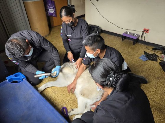 Los agentes policiacos se graduaron de enfermeros caninos en Colombia tras recibir un curso de cuatro meses. Foto La Hora PNC