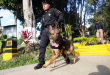 Los agentes policiales junto a los K-9 participaron en una demostración luego de la ceremonia de graduación. Foto La Hora: Mingob