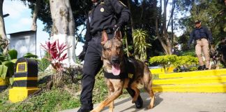 Los agentes policiales junto a los K-9 participaron en una demostración luego de la ceremonia de graduación. Foto La Hora: Mingob