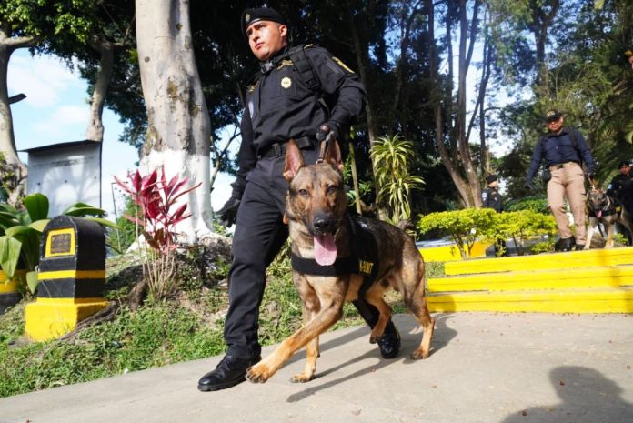 Guia y entrenador k-9 Los agentes policiales junto a los K-9 participaron en una demostración luego de la ceremonia de graduación. Foto La Hora: Mingob