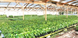 MAGA da recomendaciones para la protección de cultivos y ganado por frente frío en el país