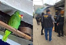 Localizan a loro cachetes amarillos tras un allanamiento por caso de femicidio en Mixco Loro cachetes amarillos localizado tras un allanamiento en Mixco. Foto La Hora: MP