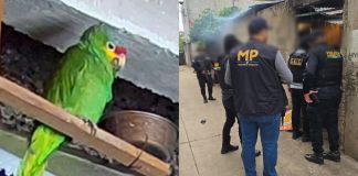 Loro cachetes amarillos localizado tras un allanamiento en Mixco. Foto La Hora: MP