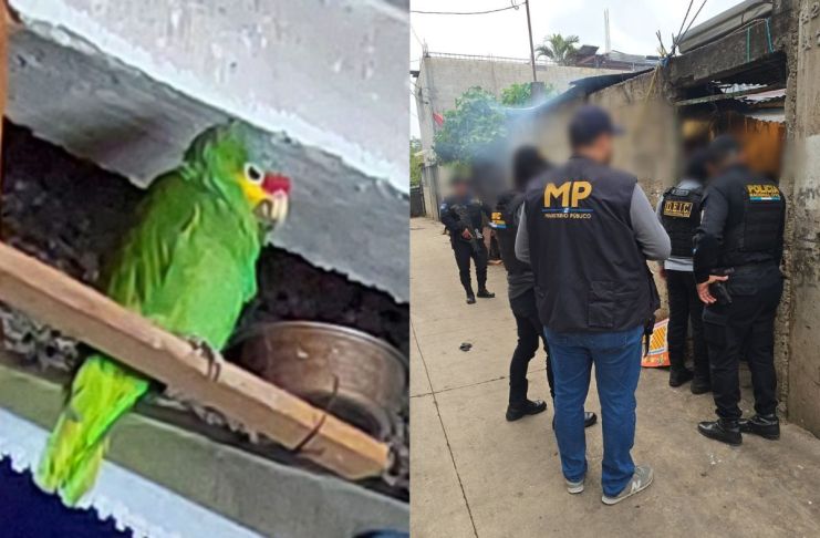 Loro cachetes amarillos localizado tras un allanamiento en Mixco. Foto La Hora: MP