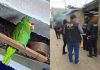 Localizan a loro cachetes amarillos tras un allanamiento por caso de femicidio en Mixco Loro cachetes amarillos localizado tras un allanamiento en Mixco. Foto La Hora: MP