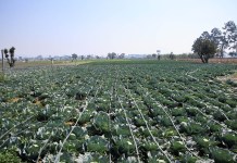MAGA emite recomendaciones al sector agropecuario. Foto La Hora: MAGA.