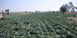 MAGA emite recomendaciones al sector agropecuario. Foto La Hora: MAGA.