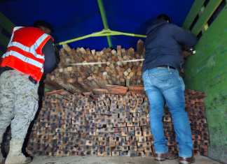 8 personas capturadas por traslado ilegal de madera. Foto La Hora: PNC.