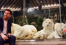 Messi visitó un centro de conservación animal al finalizar su visita a la India Messi en su visita a un centro de conservación animal tras su visita en la India. Foto La Hora: sayanmondal.official