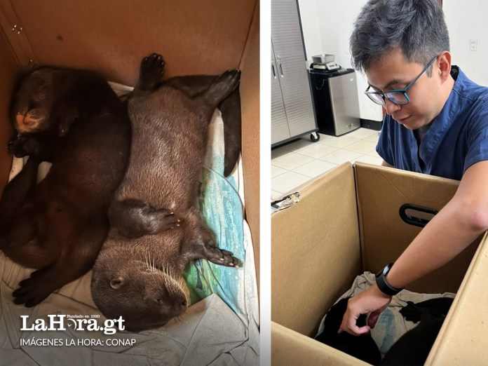 Rescatan a dos nutrias que eran comercializadas ilegalmente en un mercado de Maztenango Foto: La Hora/ Conap