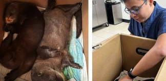 Rescatan a dos nutrias que eran comercializadas ilegalmente en un mercado de Maztenango Foto: La Hora/ Conap