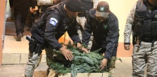 Decomisan 4,976 ramillas de pinabete valoradas en Q26,082 en Quetzaltenango. Foto: PNC