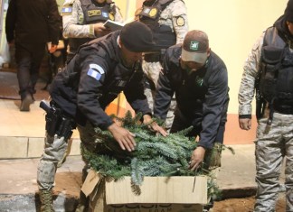 Decomisan 4,976 ramillas de pinabete valoradas en Q26,082 en Quetzaltenango. Foto: PNC
