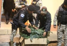 Decomisan 4,976 ramillas de pinabete valoradas en Q26,082 en Quetzaltenango Decomisan 4,976 ramillas de pinabete valoradas en Q26,082 en Quetzaltenango. Foto: PNC