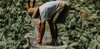 Remesas se contraen Banguat reporta rebaja en noviembre