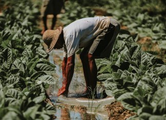 Remesas se contraen Banguat reporta rebaja en noviembre