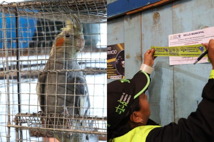 Ave exótica rescatada y local de venta ilegal de animales clausurado en el mercado La Florida. Foto La Hora: MuniGuate