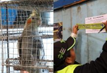 Ave exótica rescatada y local de venta ilegal de animales clausurado en el mercado La Florida. Foto La Hora: MuniGuate