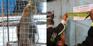 Ave exótica rescatada y local de venta ilegal de animales clausurado en el mercado La Florida. Foto La Hora: MuniGuate