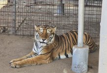 MP localiza un tigre y un león en allanamiento de El Progreso. Foto La Hora: MP.
