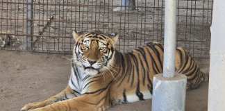 MP localiza un tigre y un león en allanamiento de El Progreso. Foto La Hora: MP.