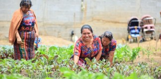 Crédito Tob’anik ha adjudicado más de Q39 millones a 383 beneficiarios desde su apertura.