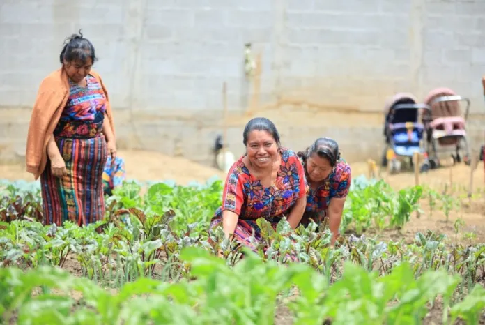 Tobanik (1) Crédito Tob’anik ha adjudicado más de Q39 millones a 383 beneficiarios desde su apertura.