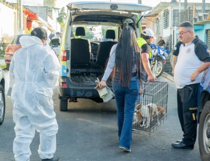 decomisan mascotas Realizan el rescate y decomiso de nueve perros que permanecían en condiciones inadecuadas.
