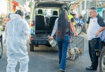 Realizan el rescate y decomiso de nueve perros que permanecían en condiciones inadecuadas.