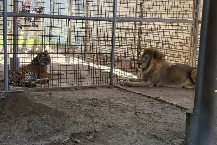 9b791619-593a-4ecd-9f02-afd954bf65e7 Tigre y León.