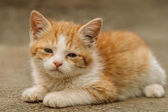Archivo de gato para prevenir el moquillo felino. Foto La Hora: MAGA