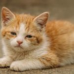 Archivo de gato para prevenir el moquillo felino. Foto La Hora: MAGA