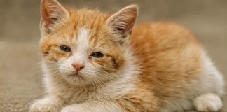 Archivo de gato para prevenir el moquillo felino. Foto La Hora: MAGA