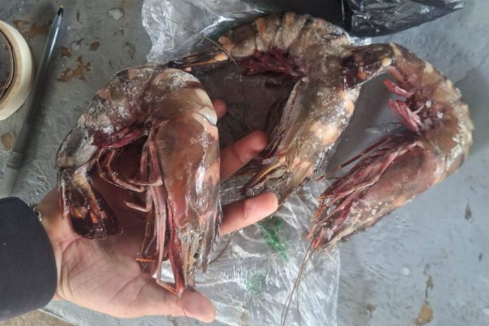 El Ministerio de Agricultura, Ganadería y Alimentación (MAGA) anunció la confirmación de la presencia del camarón tigre.