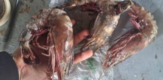 El Ministerio de Agricultura, Ganadería y Alimentación (MAGA) anunció la confirmación de la presencia del camarón tigre.