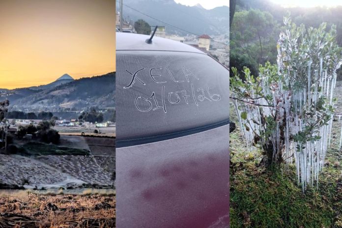 Heladas registradas en el Occidente del país. Foto La Hora: Clima Guatemala/ Ovejas y llamas en la sierra