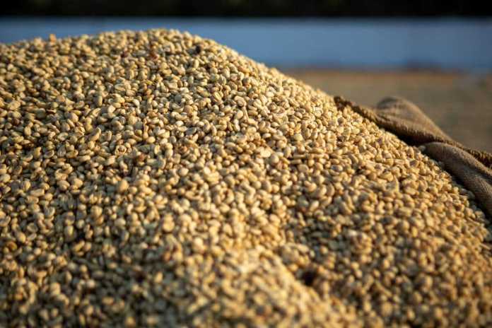 Exportaciones de café de Guatemala crecen logrando el ingreso a nuevos mercados para este 2026