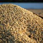 Exportaciones de café de Guatemala crecen logrando el ingreso a nuevos mercados para este 2026