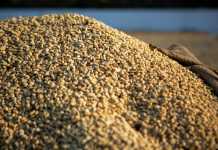 Exportaciones de café de Guatemala crecen logrando el ingreso a nuevos mercados para este 2026