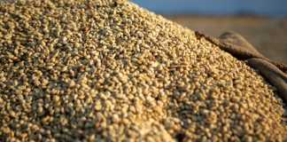 Exportaciones de café de Guatemala crecen logrando el ingreso a nuevos mercados para este 2026