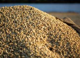 Exportaciones de café de Guatemala crecen logrando el ingreso a nuevos mercados para este 2026