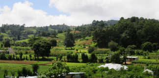 Guatemala recibe primer pago millonario por la venta de bonos de carbono al Banco Mundial